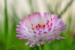 weiß-rosa magarita Blume ist schön und zart auf ein verschwommen Gras Hintergrund 10 foto