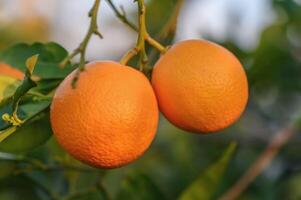 ein Ast mit natürlich Orangen auf ein verschwommen Hintergrund von ein Orange Obstgarten beim golden Stunde 7 foto