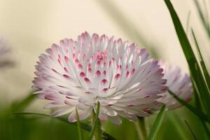 weiß-rosa magarita Blume ist schön und zart auf ein verschwommen Gras Hintergrund 7 foto