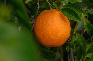 Zitrusfrüchte Geäst mit organisch reif frisch Orangen wachsend auf Geäst mit Grün Blätter im sonnig Früchte tragen Garten foto