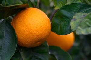 Orange Baum Geäst mit reif saftig Früchte. natürlich Obst Hintergrund im Freien.6 foto