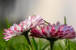 zwei Blumen von Weiß und Rosa magarita schön und zart auf ein verschwommen Gras Hintergrund 1 foto