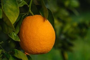 Orangen Bär Obst und blühen auf Bäume im das Garten und im das Sonne Strahlen 1 foto