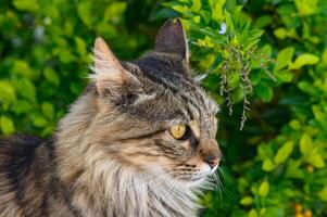 Porträt von ein ernst Katze ähnlich zu ein Maine Waschbär gegen ein Hintergrund von Grün Blätter 1 foto