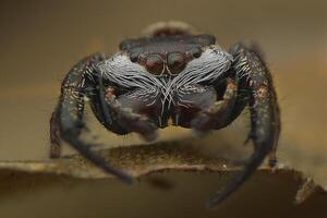 Springen Spinne Vorderseite Aussicht foto