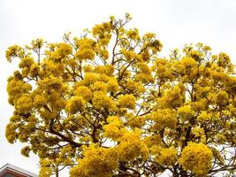 einfach schöne gelbe tabebuia aurea. foto