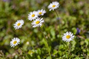 Gänseblümchen Blume im Frühling 3 foto