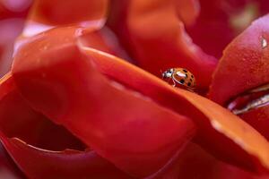 Marienkäfer auf Tomate schält foto