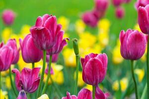 Gelb und Rosa Tulpe Feld foto