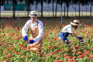 Mannschaft von asiatisch Farmer und Florist ist Arbeiten im das Bauernhof während Schneiden Zinnie Blumen mit Gartenschere zum Schnitt Blume Geschäft im seine Bauernhof zum Landwirtschaft Industrie Konzept foto