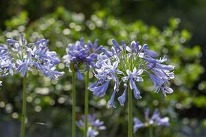 Blau Agapanthus oder afrikanisch Lilie von Nil Blume ist Blühen im Sommer- Jahreszeit zum Zier Garten Konzept foto