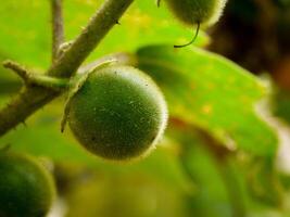 Solanum Obst Pflanze im das Garten foto