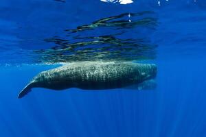 Sperma Wale Schwimmen im Blau Ozean, Mauritius. foto