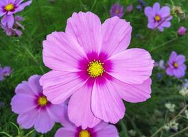 ein Rosa Blume im das Garten foto