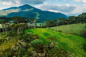 Antenne Aussicht von ländlich Bereich mit Mais Feld, Berge und Araukaria Bäume im Santa Katarina, Brasilien foto