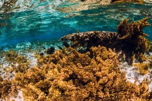 unter Wasser Szene mit Korallen und Seetang im tropisch Meer foto