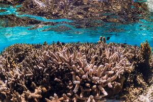 Korallen und Fisch im Blau transparent Ozean, tropisch unter Wasser Aussicht foto