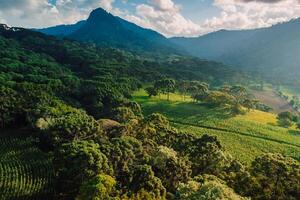 Antenne Aussicht von ein ländlich Bereich und Berge mit Araukaria Bäume im Santa Katarina, Brasilien foto