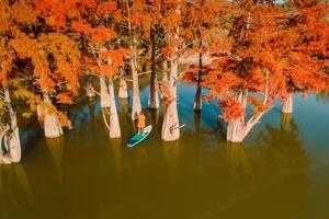 Reisender auf Paddel Tafel im das See und herbstlich Taxodium Distichum Bäume und Sonnenschein. foto