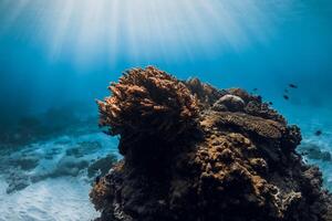 unter Wasser Szene mit Korallen, Fisch und Sonne Strahlen im Blau Meer foto