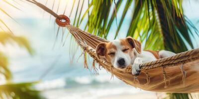 Schlafen Hund im ein Hängematte auf ein Strand mit Palme Bäume. Ferien und Reise mit Haustiere foto