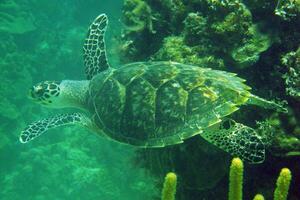 Habichtschnabel Meer Schildkröte im das Blau Ozean, unter Wasser Kreatur foto