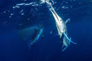schwarz Marlin Segelfisch, Billfish oder Schwertfisch Xiphias Gladius. Ozean Natur Fotografie foto