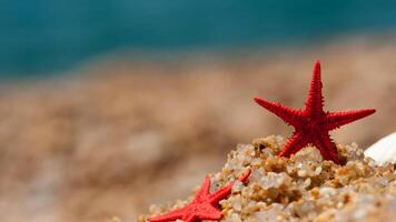 Meer Star oder Seestern Ostern reticulatus auf ein sandig Meeresboden foto