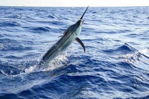 schwarz Marlin Segelfisch, Billfish oder Schwertfisch Xiphias Gladius. Ozean Natur Fotografie foto