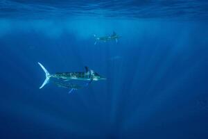 schwarz Marlin Segelfisch, Billfish oder Schwertfisch Xiphias Gladius. Ozean Natur Fotografie foto