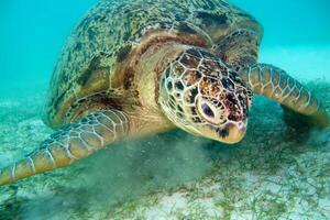 Habichtschnabel Meer Schildkröte im das Blau Ozean, unter Wasser Kreatur foto