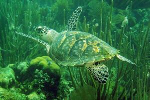 Habichtschnabel Meer Schildkröte im das Blau Ozean, unter Wasser Kreatur foto