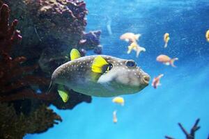 aufgeblasen Puffer Fisch, Stachelschwein Fisch mögen ein Ballon. erschrocken Kugelfisch Nahaufnahme. unter Wasser Fotografie foto