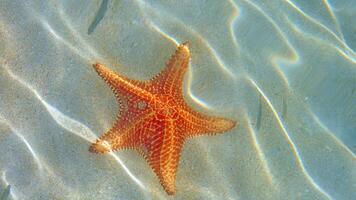 Meer Star oder Seestern Ostern reticulatus auf ein sandig Meeresboden foto