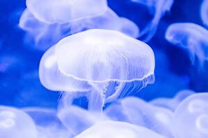 Qualle mit Tentakeln Schwimmen im das Wasser mit ein dunkel Blau Hintergrund, unter Wasser Kreatur foto