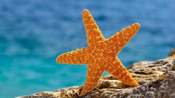 Meer Star oder Seestern Ostern reticulatus auf ein sandig Meeresboden foto