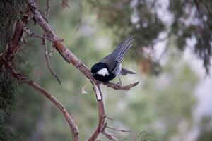 Nahansicht klein winzig grau Vogel Sitzung auf fragil braun Ast suchen mit schwarz Auge beim Kamera. Flügel Gefieder Verbreitung und spitz nach oben gegen Hintergrund von zart Grün Laub von Wacholder Baum foto