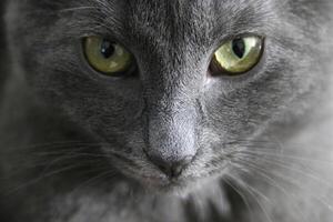 Nahansicht von Katze Gesicht mit Grün gerissen Augen starren aufmerksam in Kamera. Rasse ist Russisch Blau. Fokus und Sanft neutral Licht Highlights Pelz auf Nase und Schnurrbart, Hälfte von Schnauze im Schatten foto