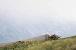 einsam Dorn Busch im Grün Wiese auf Hang sonnig Tag. Vordergrund von Gras ist verschwommen, das Hügel im Hintergrund sind im Dunst mit Kopieren Raum foto