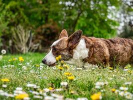 komisch zwei Corgi Strickjacke Hunde spielen auf ein sonnig Rasen foto