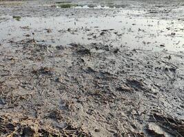 landwirtschaftlich Land bereit zum Pflanzen foto