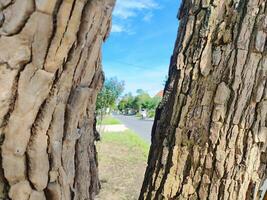 Durian Baum Rinde texturiert gegen Blau Himmel foto