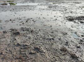 landwirtschaftlich Land bereit zum Pflanzen foto