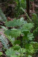 japanisch Ahorn oder acer japonicum foto