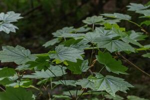 japanisch Ahorn oder acer japonicum foto