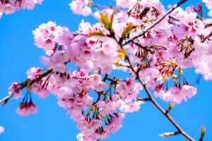 schöne kirschblüte sakura, die in der frühlingssaison gegen den blauen himmel voller blüte blüht foto