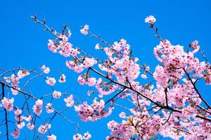 schöne kirschblüte sakura, die in der frühlingssaison gegen den blauen himmel voller blüte blüht foto