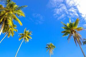 Palme Bäume gegen Blau Himmel Weiß Wolken von tropisch Sommer- Ferien Hintergrund foto