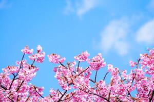 schöne kirschblütenrosa sakura-blume, die im frühling mit gegen blauen himmel blüht foto