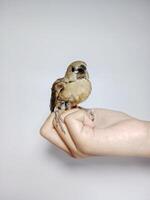 ein Vogel auf ein Hand auf ein Weiß Hintergrund foto